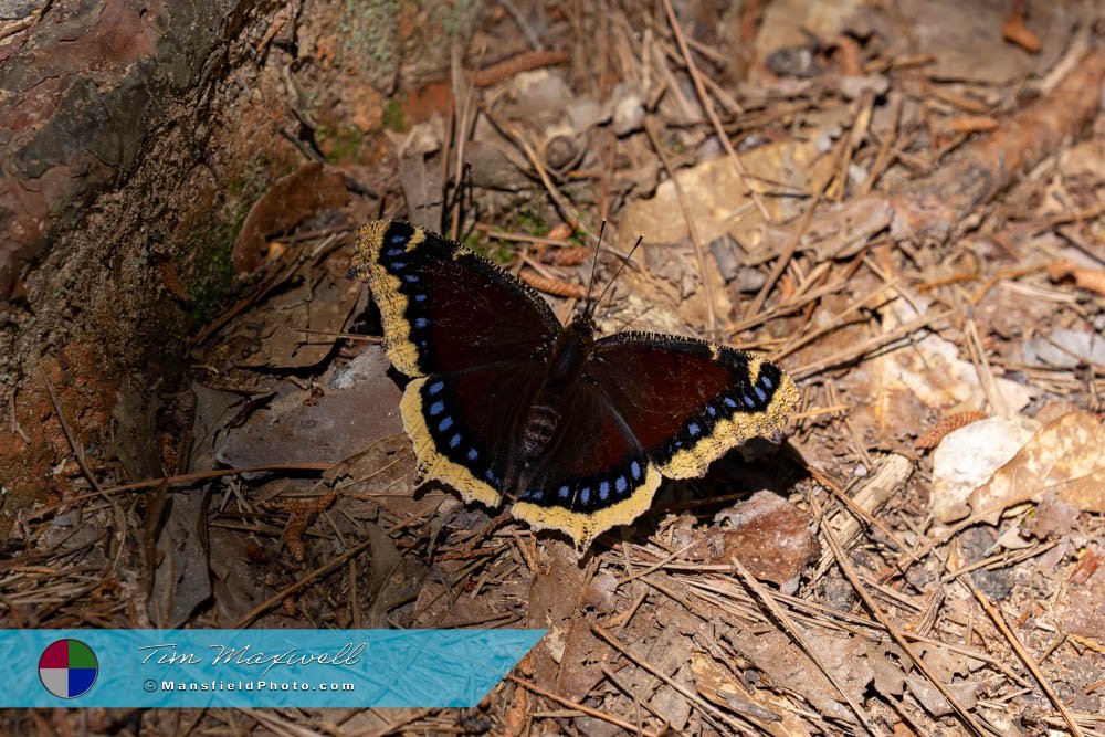 Mourning Cloak Butterfly At Tyler State Park