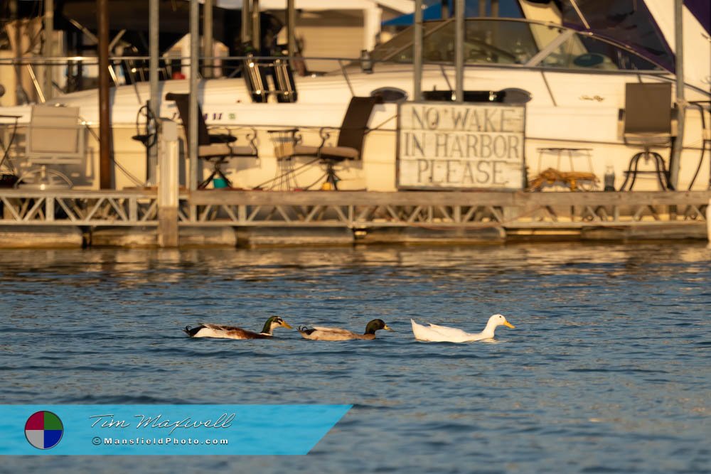 No Wake Ducks - Lynn Creek Park
