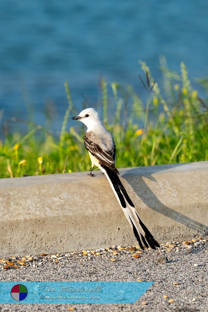 Scissor-Tailed Flycatcher At Cedar Hill State Park