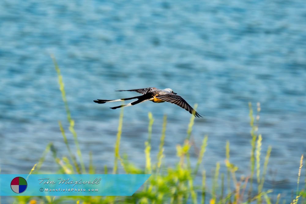 Scissor-Tailed Flycatcher At Cedar Hill State Park