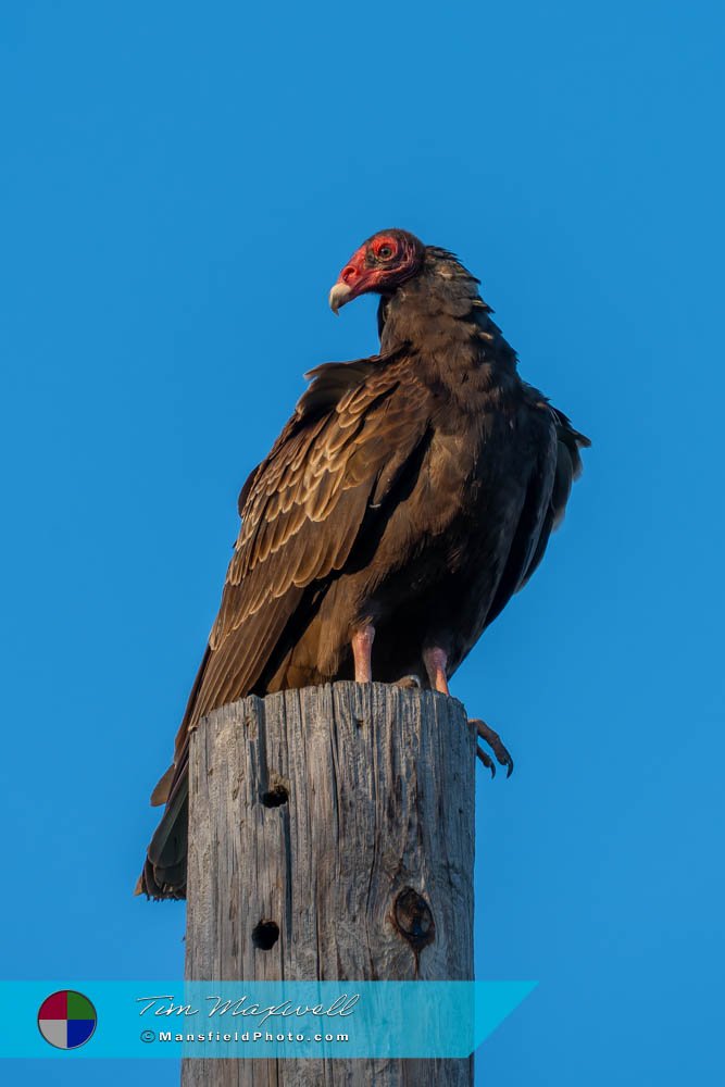 Turkey Vulture At Lynn Creek Park