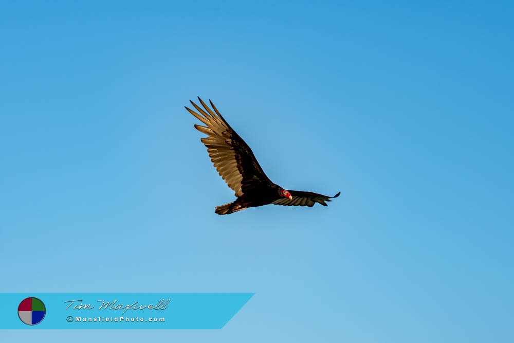 Turkey Vulture At Lynn Creek Park