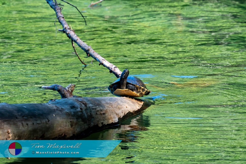 Turtle On The Log We Saw At Tyler State Park