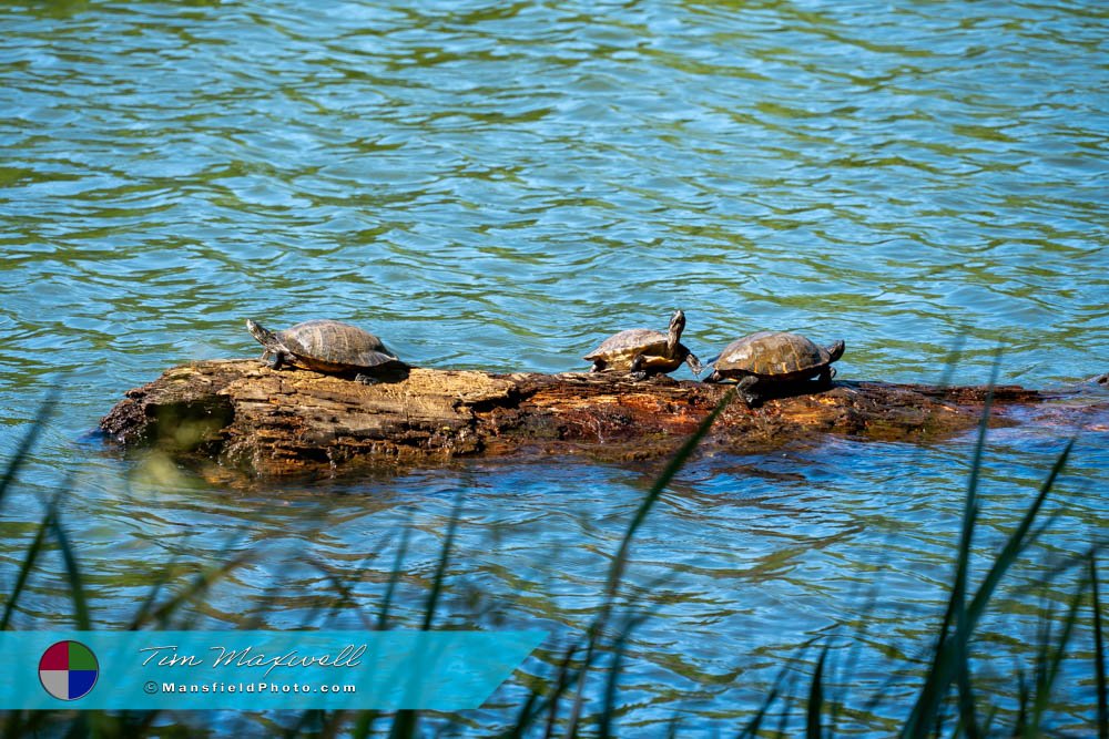 Turtles At Tyler State Park