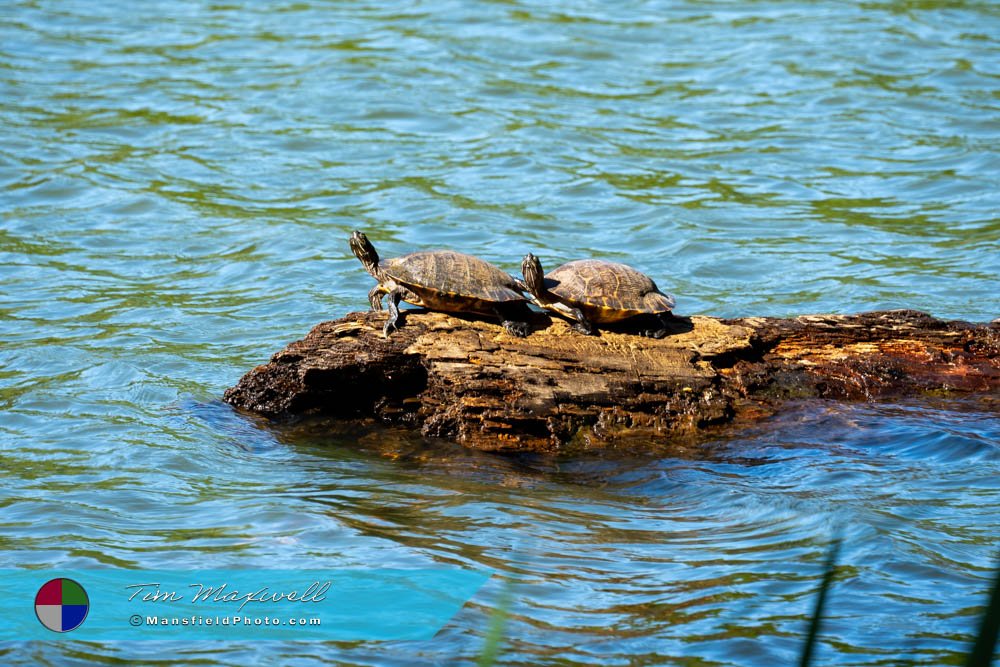 Turtle At Tyler State Park