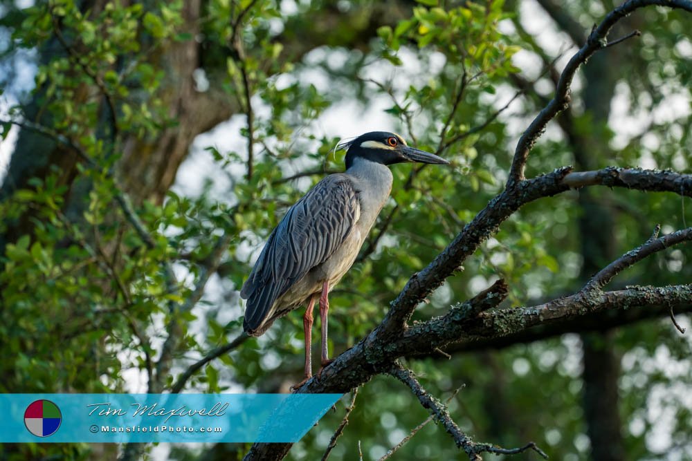 Yellow-Crowned Night Heron At Loyd Park