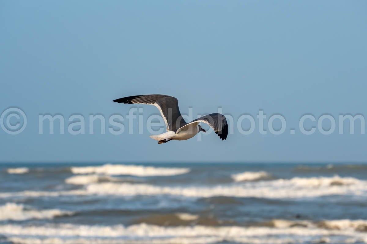 Laughing Gull In South Padre Island A4-34984