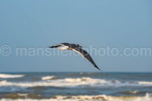 Laughing Gull In South Padre Island A4-34985 - Mansfield Photography