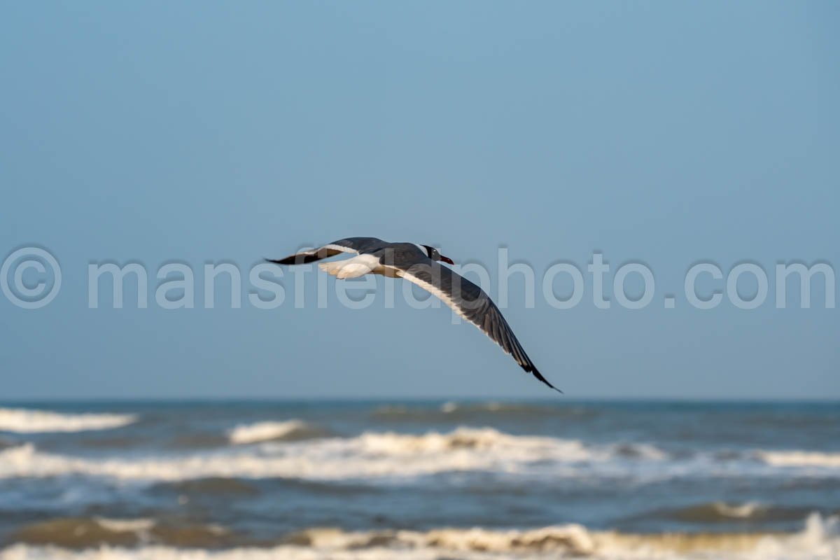 Laughing Gull In South Padre Island A4-34985