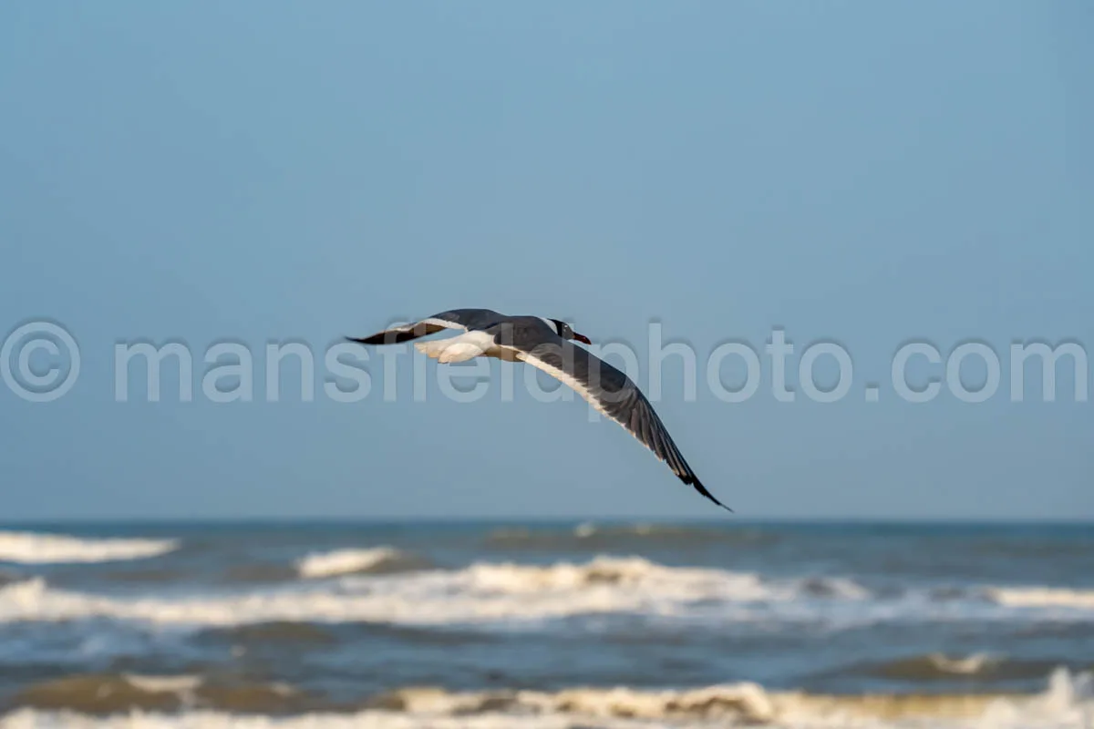 Laughing Gull In South Padre Island A4-34985