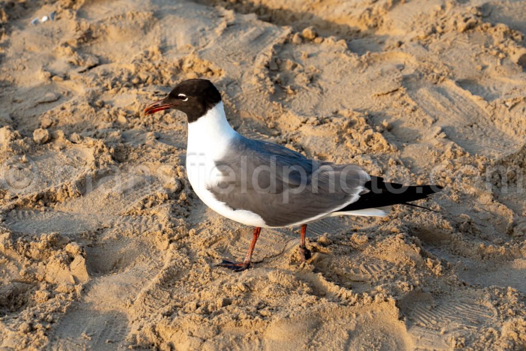 Laughing Gull In South Padre Island A4-35029 - Mansfield Photography