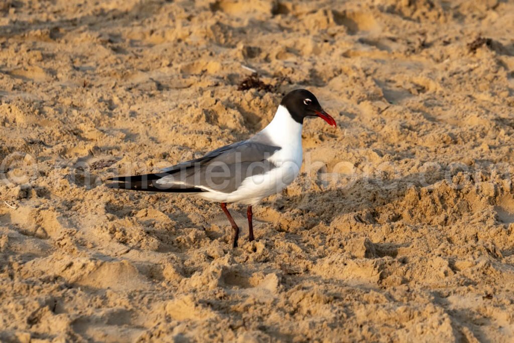 Laughing Gull In South Padre Island A4-35046 - Mansfield Photography