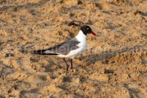 Laughing Gull In South Padre Island A4-35046 - Mansfield Photography