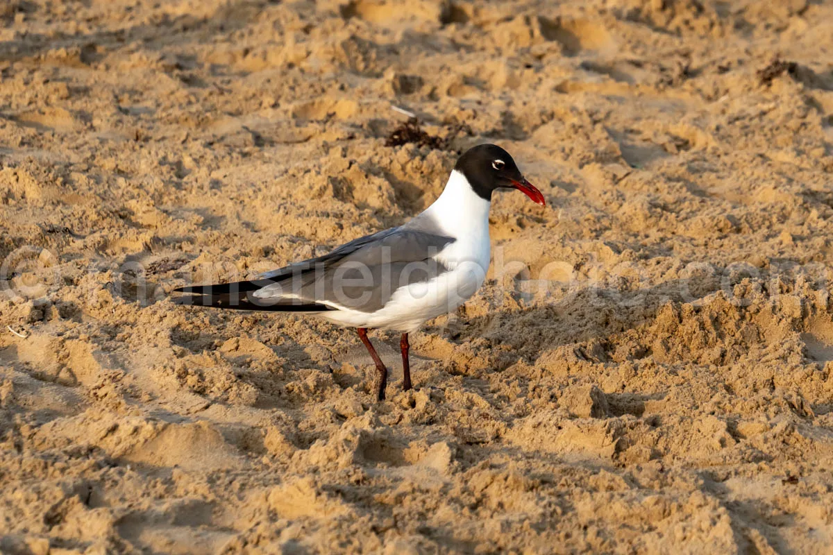 Laughing Gull In South Padre Island A4-35046