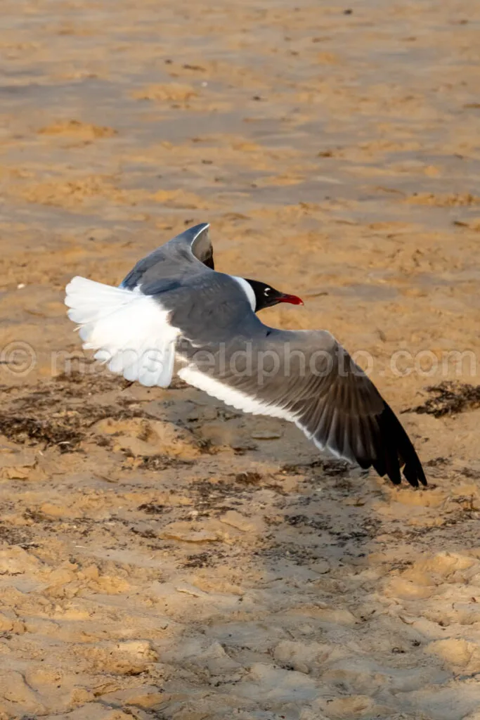 Laughing Gull In South Padre Island A4-35053 - Mansfield Photography