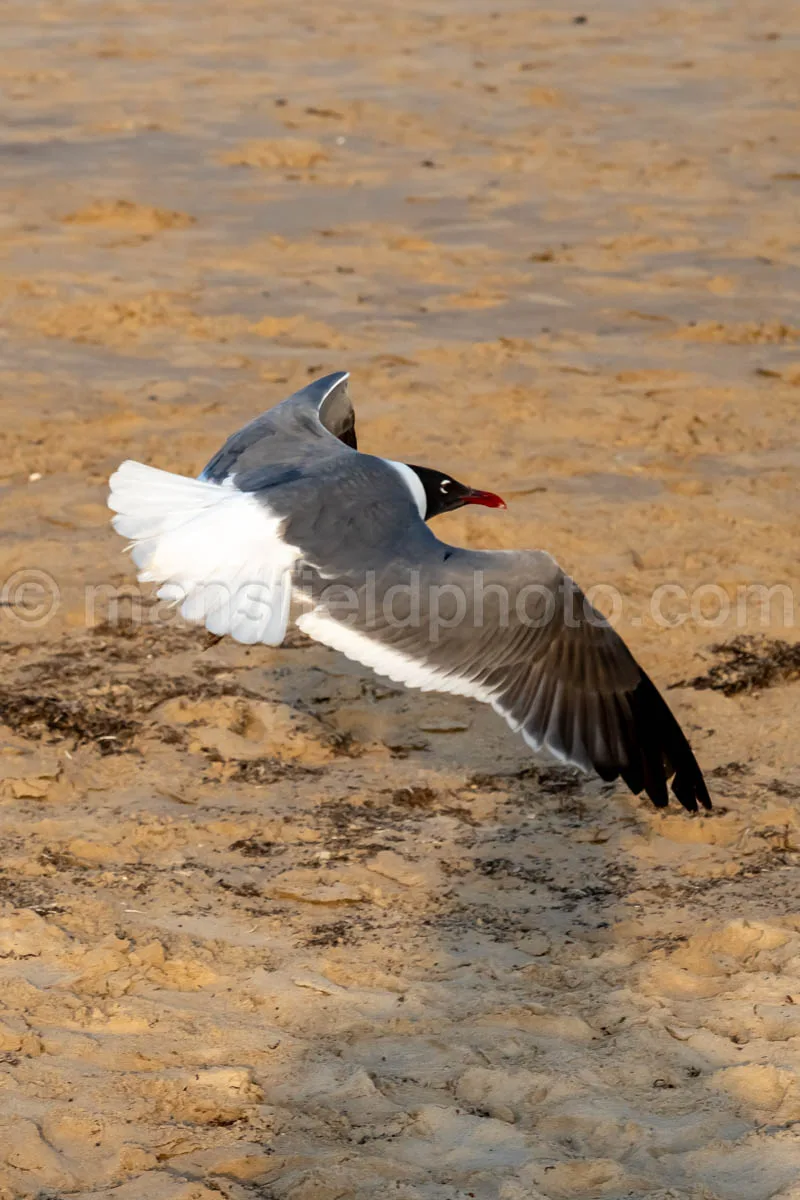 Laughing Gull In South Padre Island A4-35053