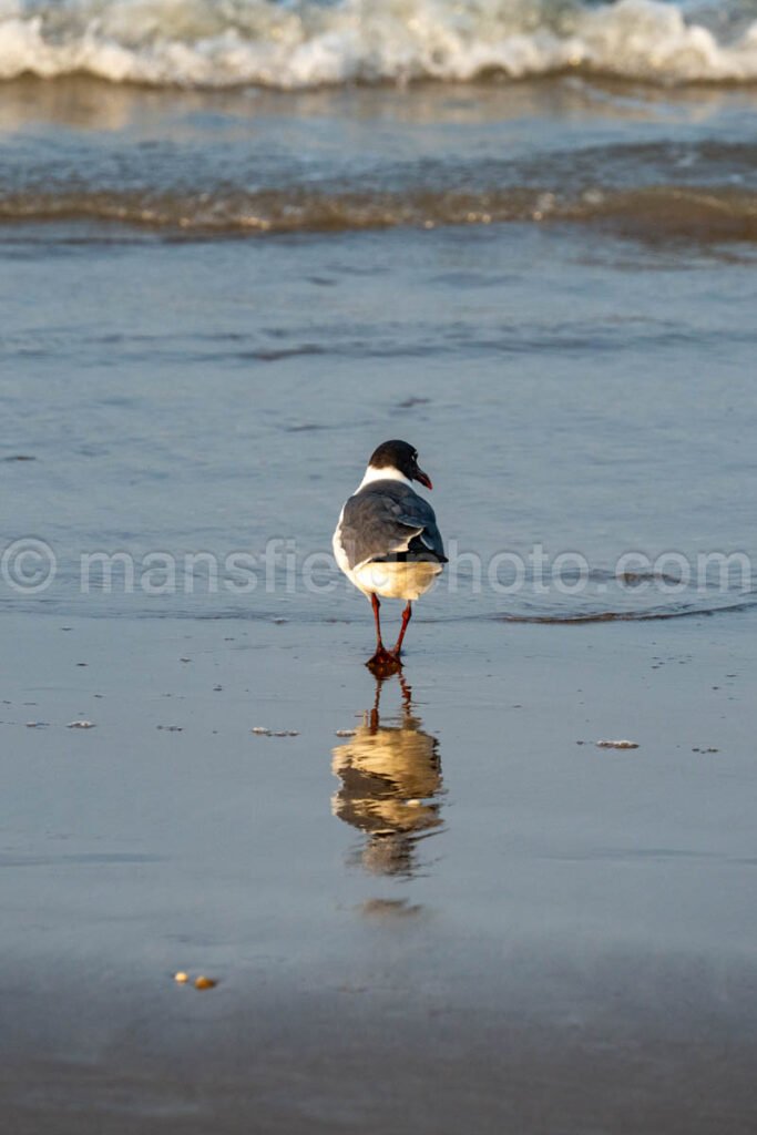 Laughing Gull In South Padre Island A4-35073 - Mansfield Photography