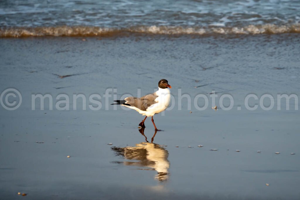 Laughing Gull In South Padre Island A4-35075 - Mansfield Photography