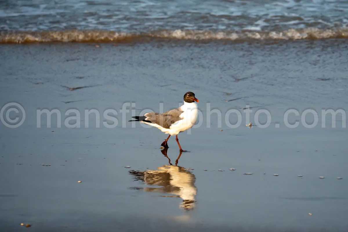 Laughing Gull In South Padre Island A4-35075