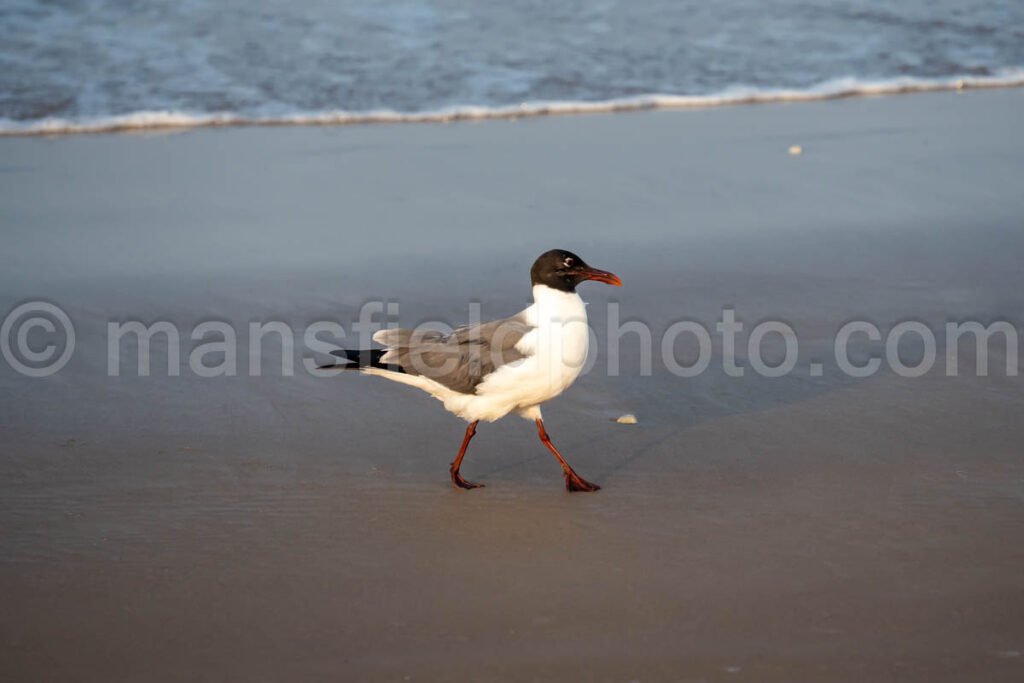 Laughing Gull In South Padre Island A4-35086 - Mansfield Photography