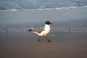 Laughing Gull In South Padre Island A4-35086 - Mansfield Photography