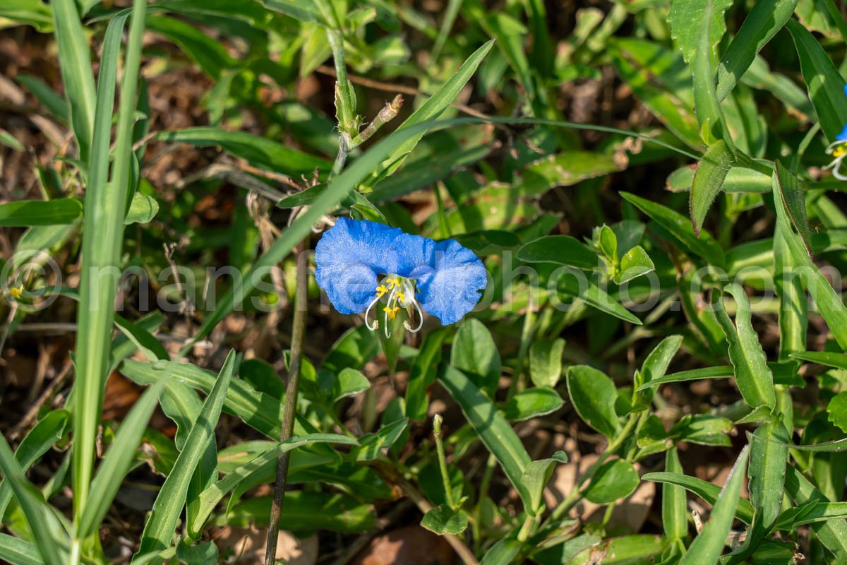 Asiatic Dayflower A4-35282