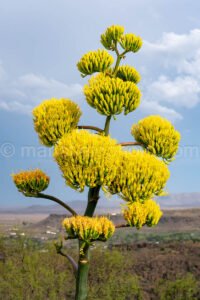 Century Plant - Agave Americana A4-35572 - Mansfield Photography