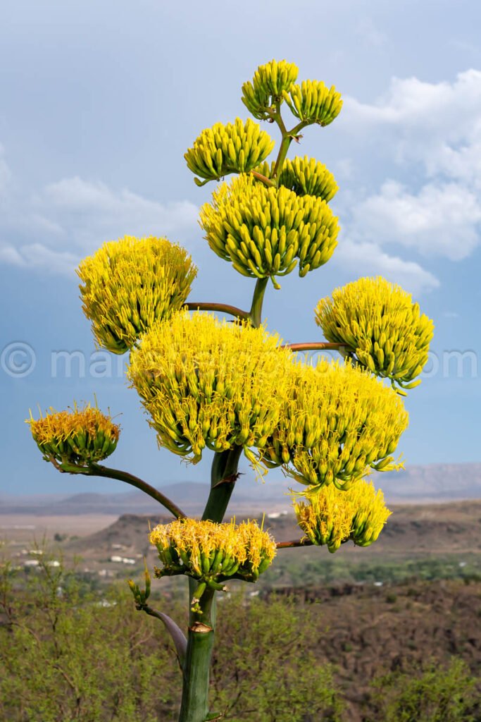 Century Plant - Agave Americana A4-35572 - Mansfield Photography