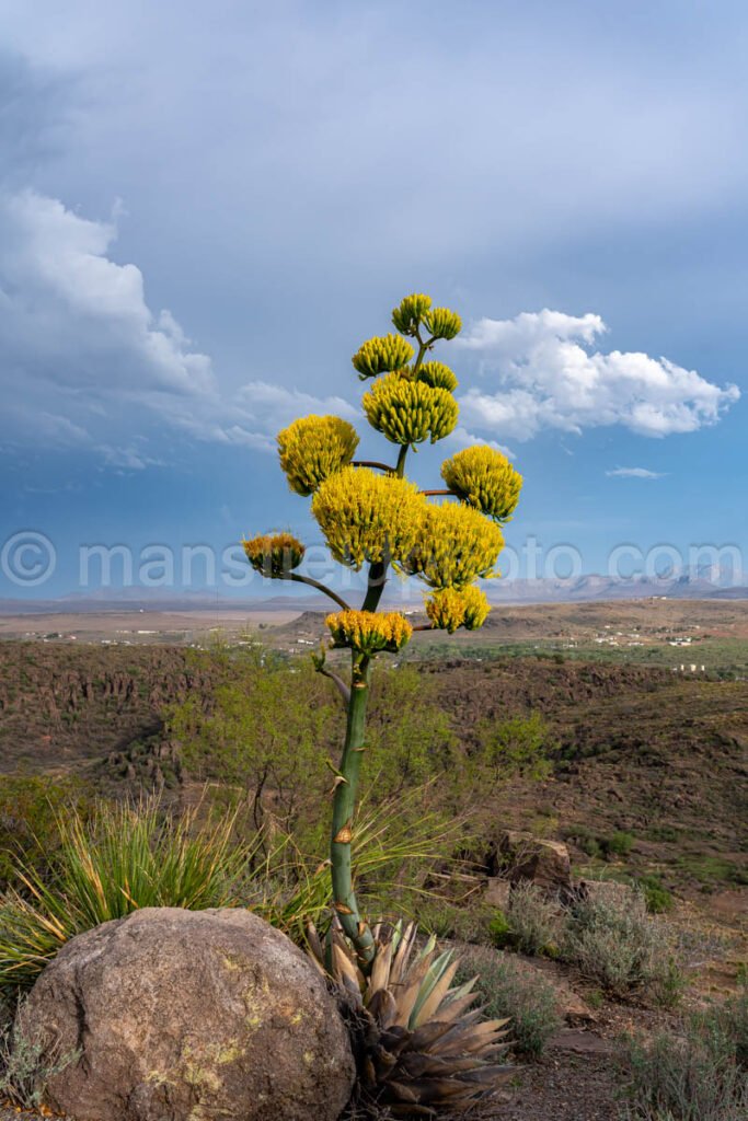 Century Plant - Agave Americana A4-35574 - Mansfield Photography