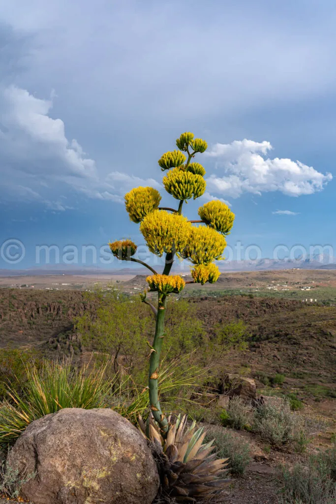 Century Plant - Agave Americana A4-35574 - Mansfield Photography