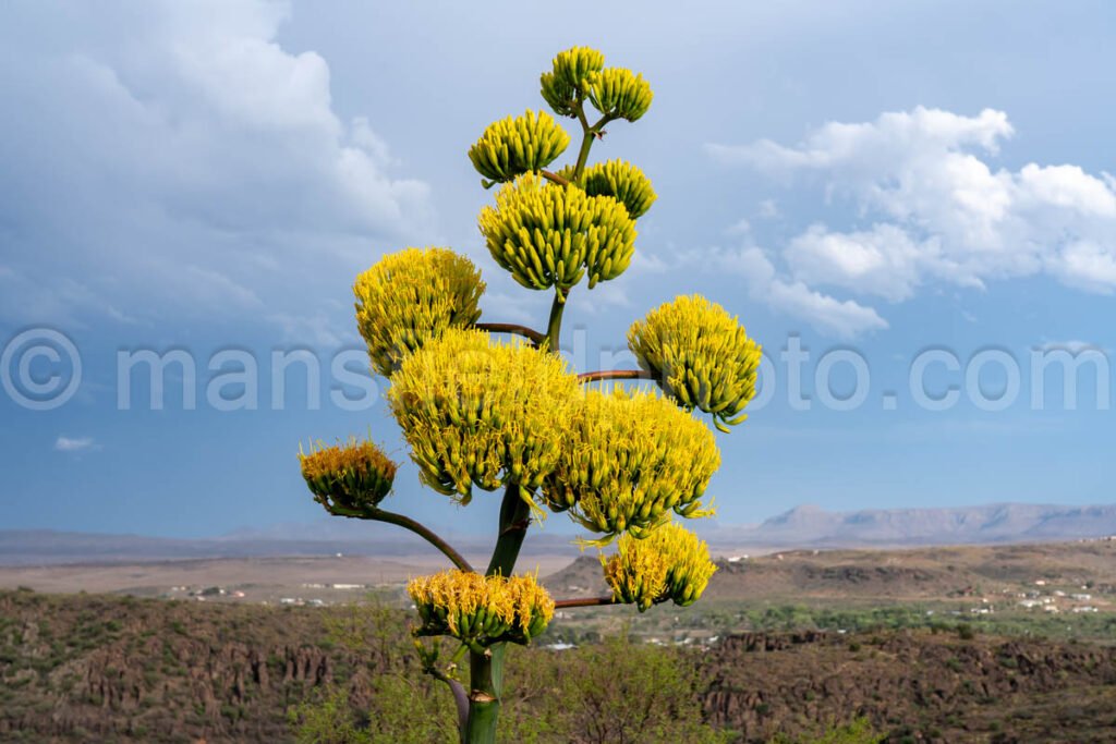Century Plant - Agave Americana A4-35575 - Mansfield Photography