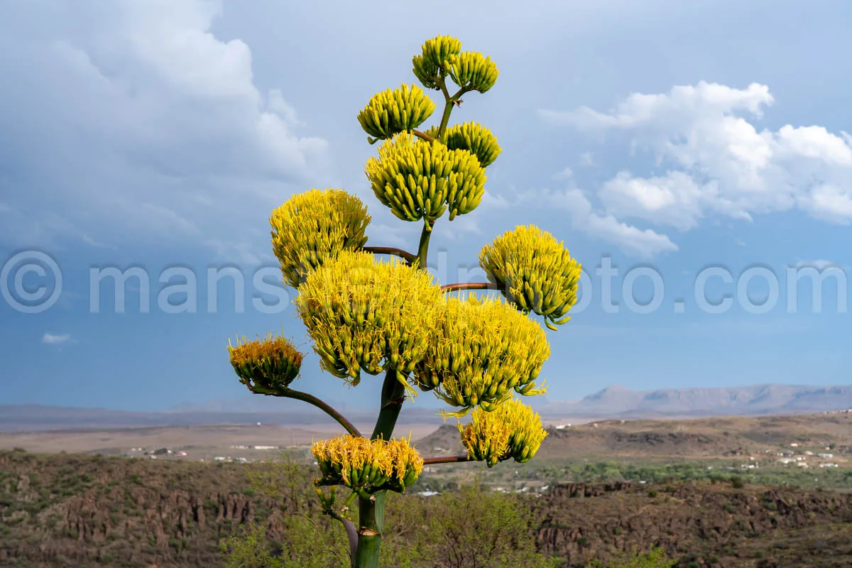 Century Plant – Agave Americana A4-35575