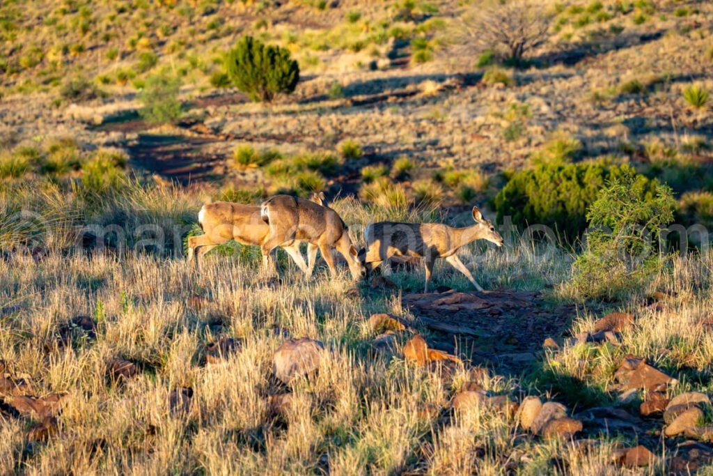 Davis Mountains State Park A4-35753 - Mansfield Photography