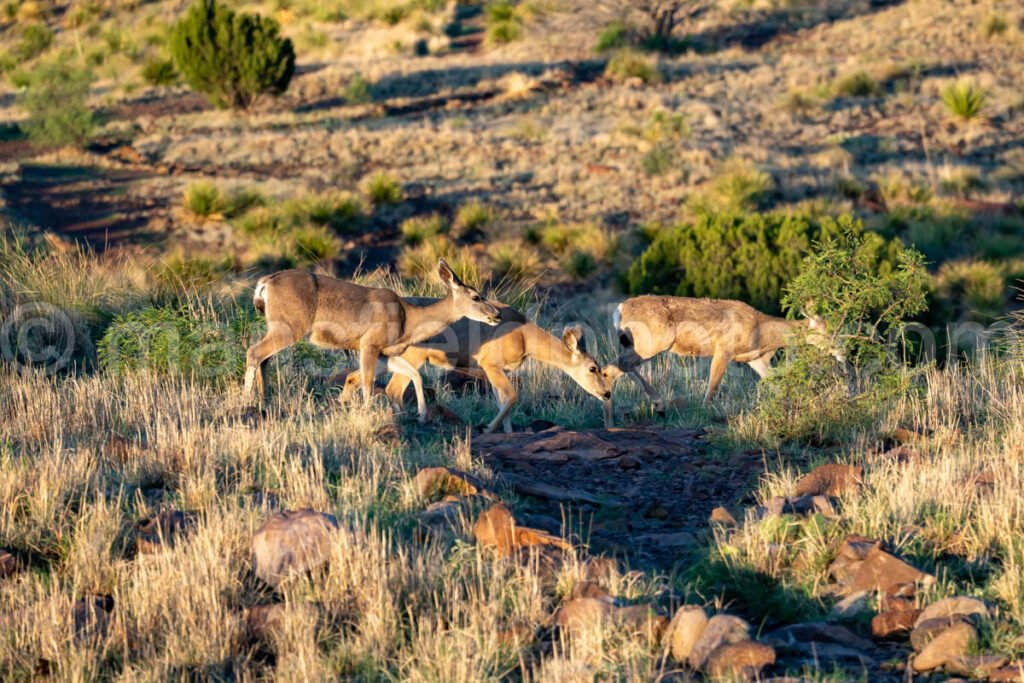 Davis Mountains State Park A4-35754 - Mansfield Photography