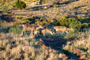 Davis Mountains State Park A4-35754 - Mansfield Photography
