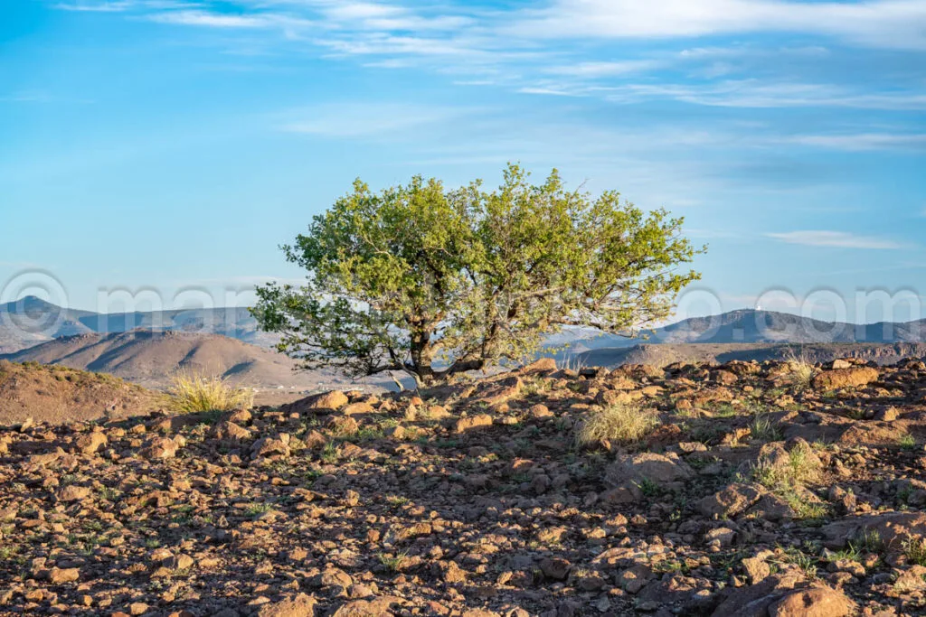 Tree At Davis Mountains State Park A4-35766 - Mansfield Photography