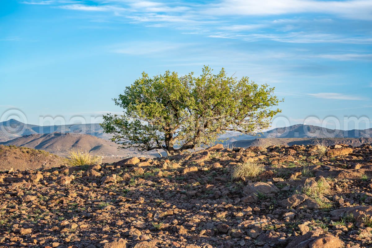Tree At Davis Mountains State Park A4-35766