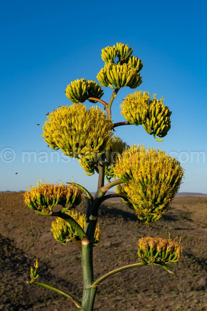 Century Plant - Agave Americana A4-35778 - Mansfield Photography