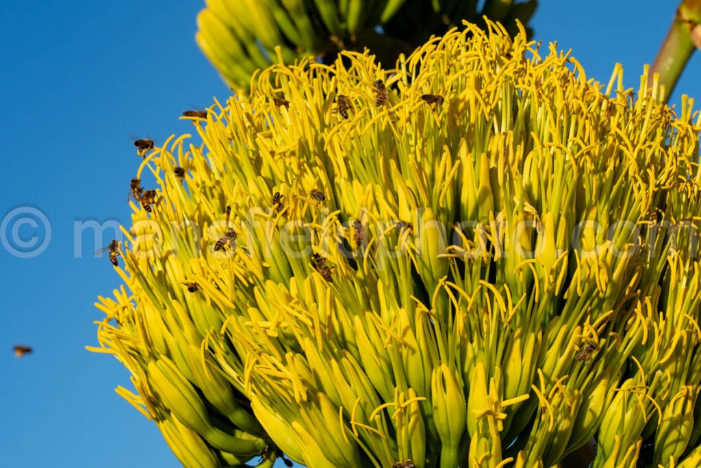 Century Plant - Agave Americana With Bees A4-35779 - Mansfield Photography