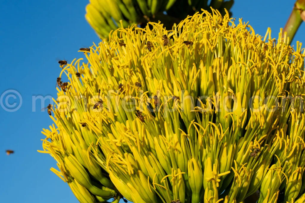 Century Plant - Agave Americana With Bees A4-35779 - Mansfield Photography