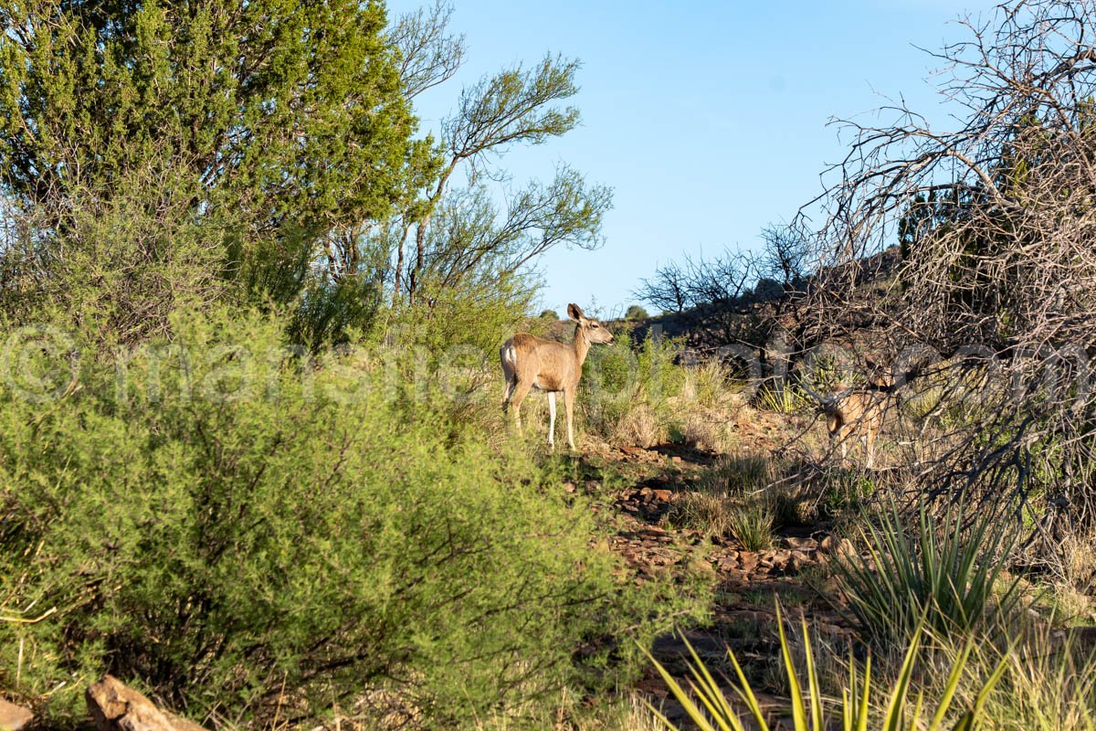 Mule Deer A4-35805