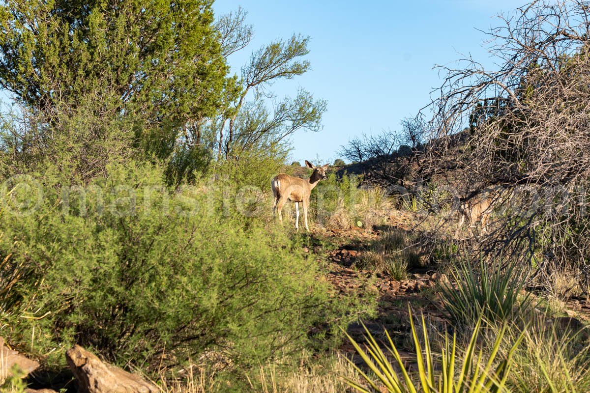 Mule Deer A4-35806