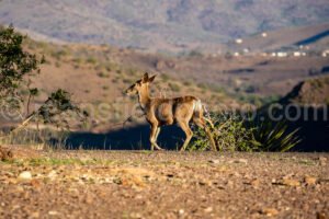 Mule Deer A4-35814 - Mansfield Photography