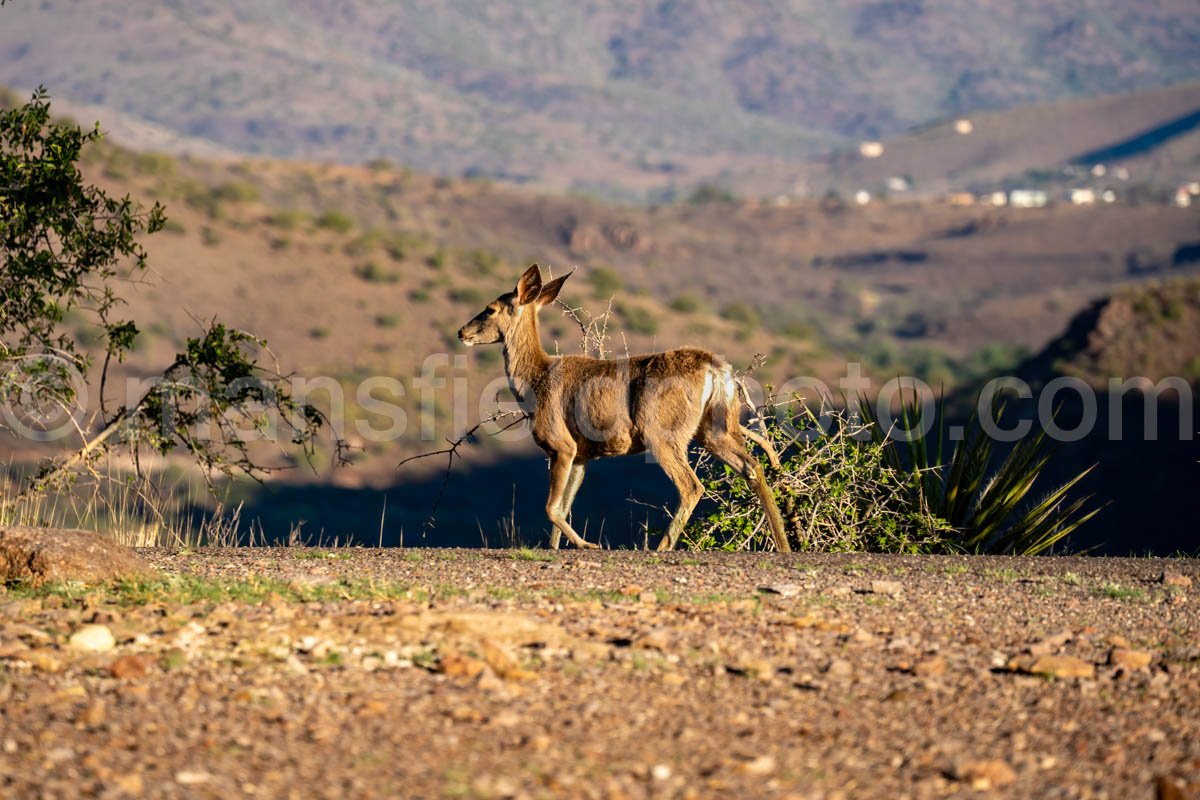 Mule Deer A4-35814