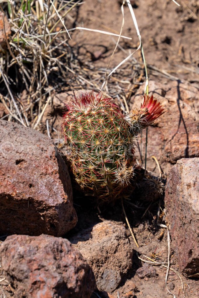 Echinocereus Russanthus A4-36029 - Mansfield Photography
