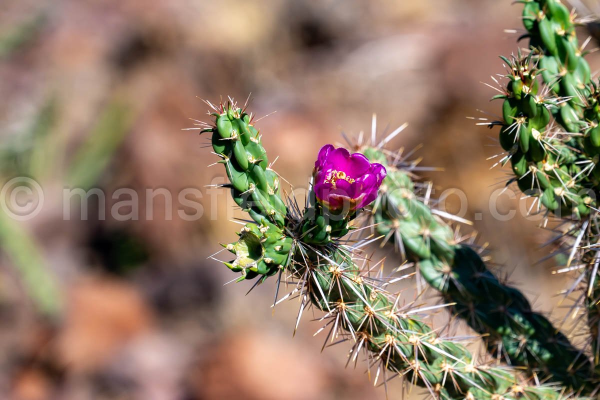 Cane Cholla – Chainlink Cactus A4-36041