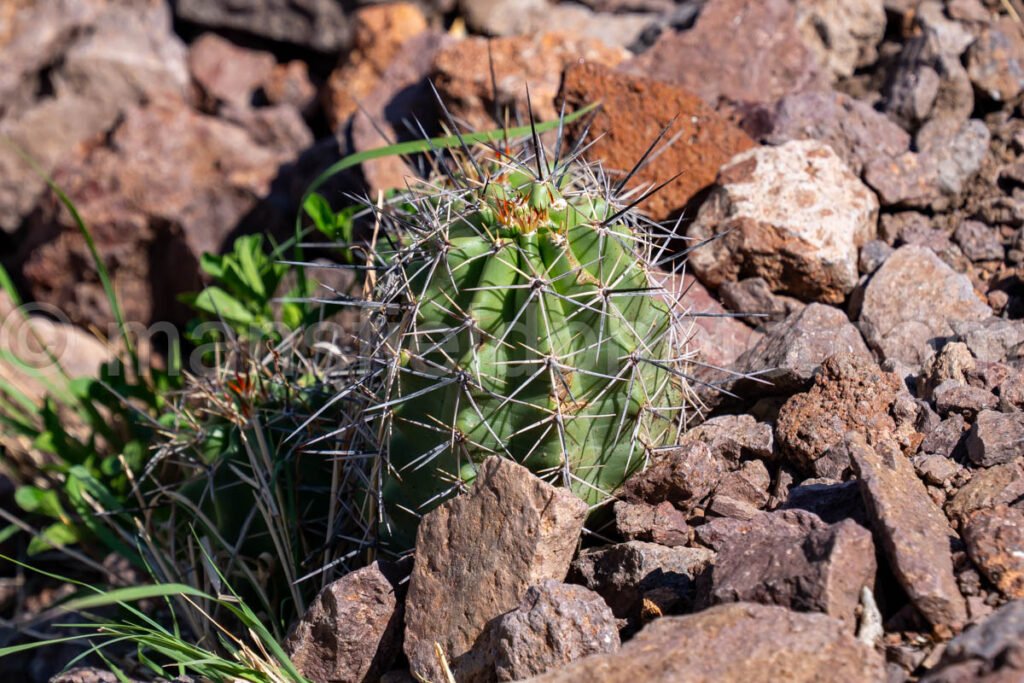 Cactus In Davis Mountains State Park A4-36043 - Mansfield Photography