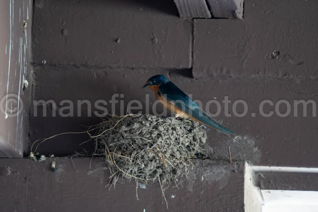 Barn Swallow At Davis Mountains State Park A4-36049 - Mansfield Photography