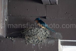 Barn Swallow At Davis Mountains State Park A4-36049 - Mansfield Photography
