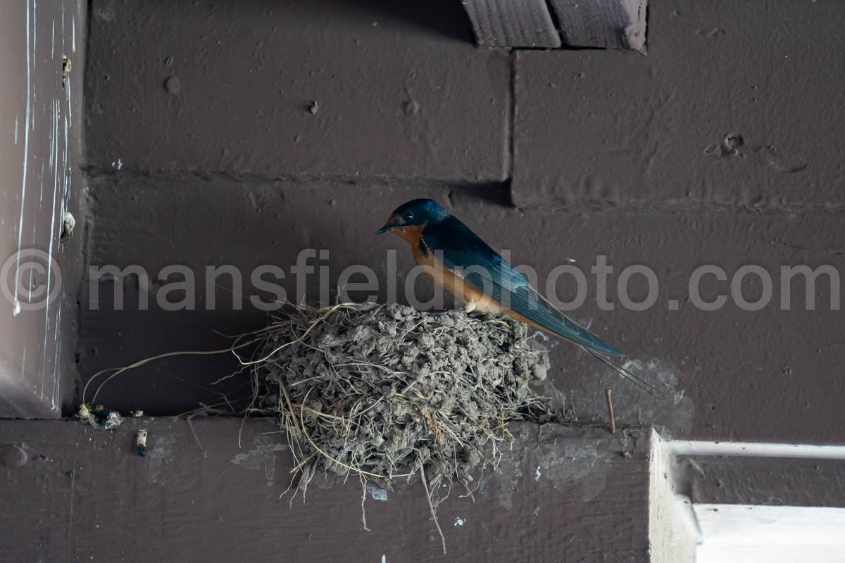 Barn Swallow At Davis Mountains State Park A4-36049